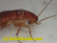 /home//u458753944/public_html/sourcegallery//Insects and small critters/roaches (Blattodea)/P4260193.JPG